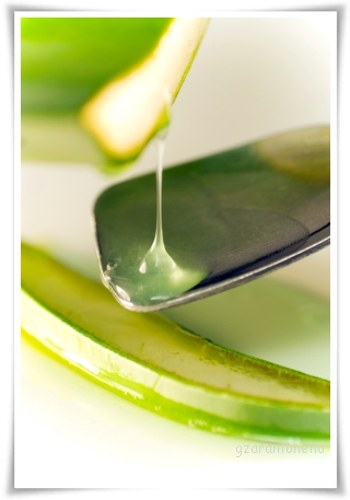 aloe vera Aloe vera